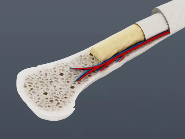3D illustration showing cross section of a human bone