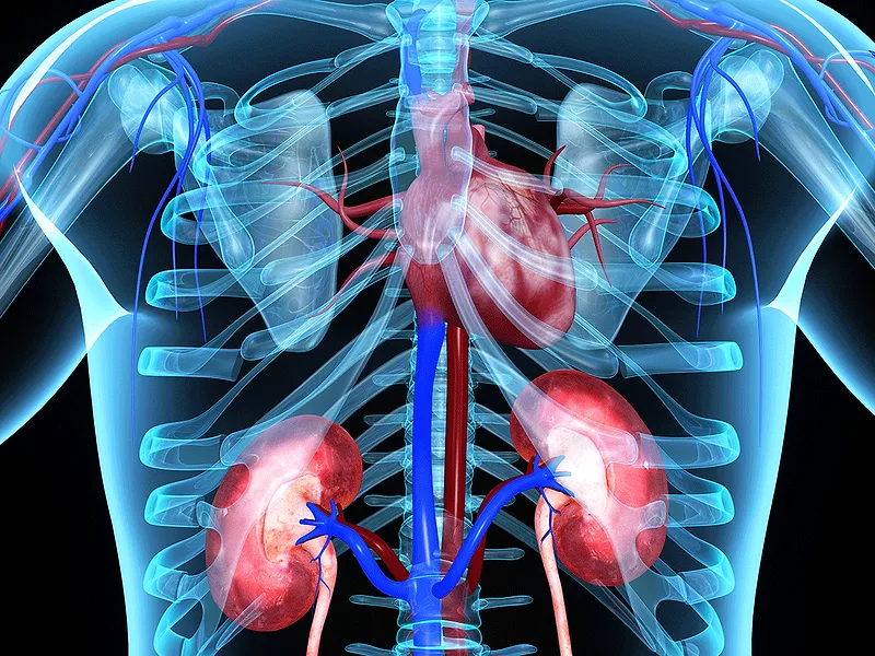Kidneys Kidneys