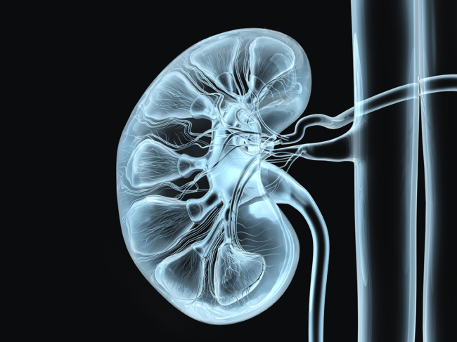 3D illustration of kidney cross section