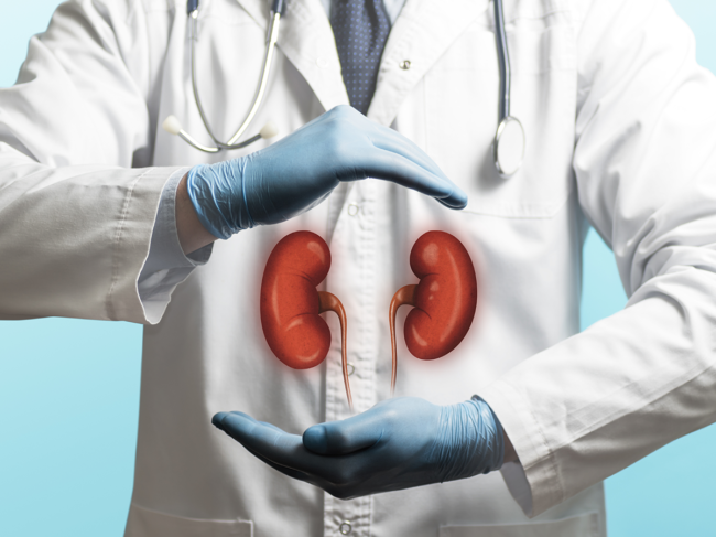 Doctor with illustration of kidneys