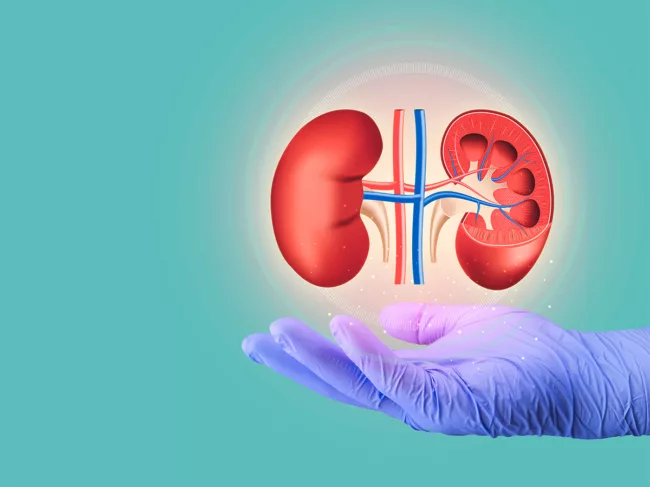 Illustration of kidneys floating over gloved hand