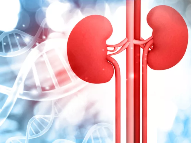 Illustration of kidney with DNA structures