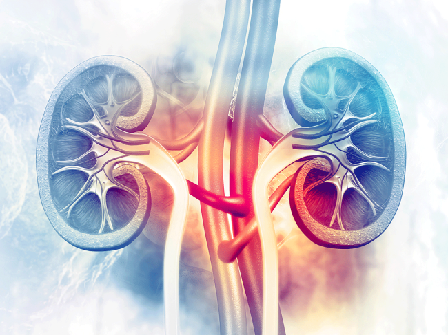 kidney-nephrology.png
