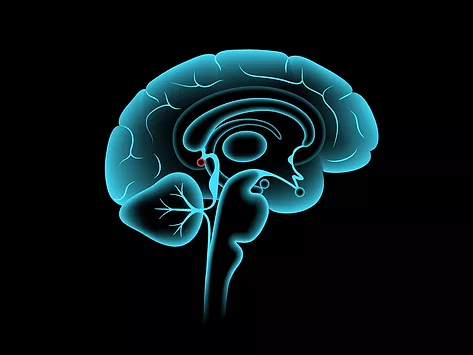 Brain pineal gland