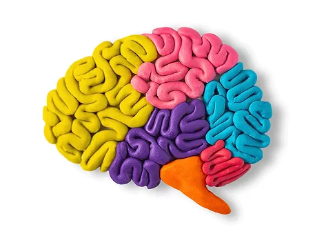 Brain clay model