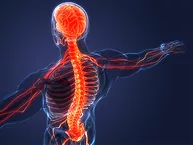 Nervous system illustration