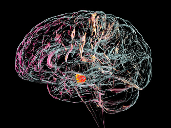 3D illustration of the brain highlighting the substantia nigra
