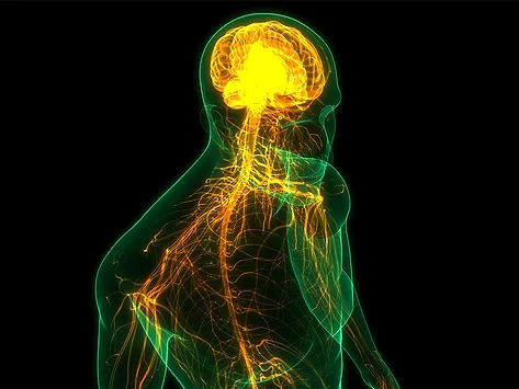 Central nervous system