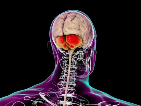 Cerebellum, brain stem, spinal cord