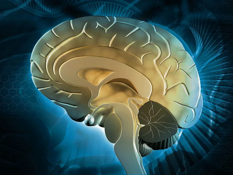 Cross section of brain