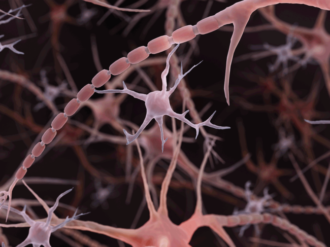 Microglia and myelin