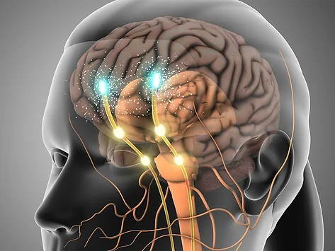 Illustration of dopamine signaling in the brain