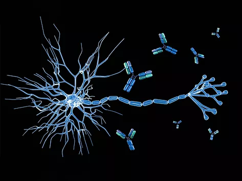 Antibodies and synaptic neuron