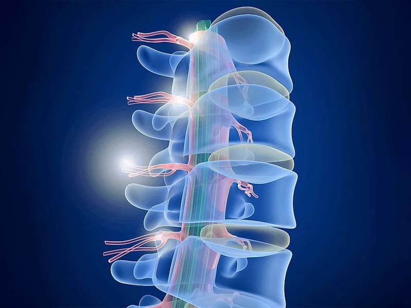 Spinal cord