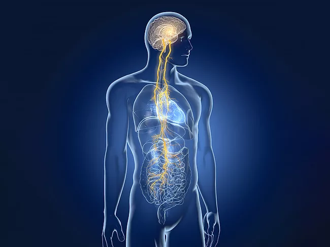 Illustration of the vagus nerve with lungs, heart, stomach and digestive tract