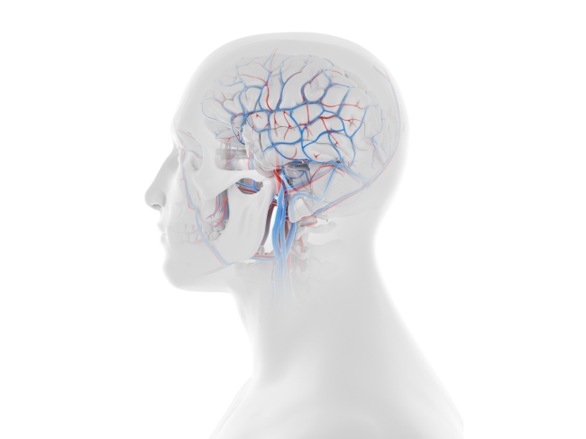 3D illustration of the vascular system of the human head and brain