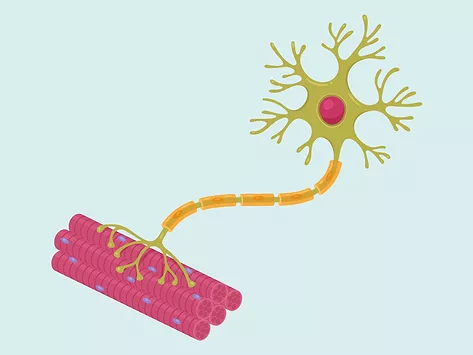 Illustration of a motor neuron