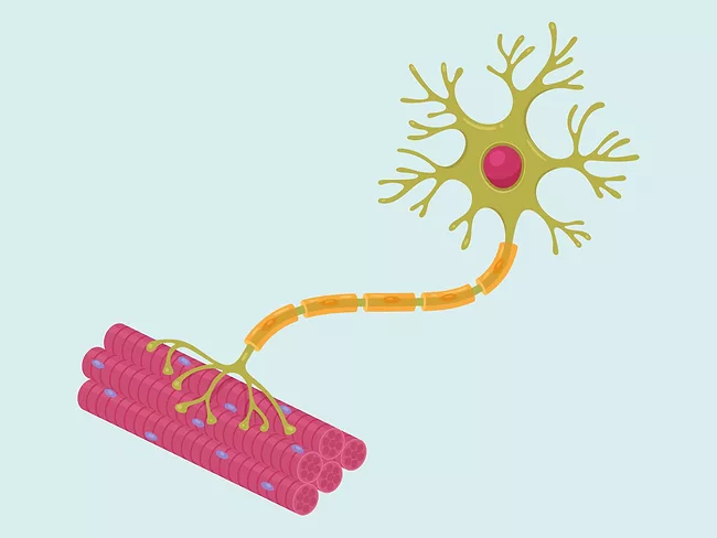 Illustration of a motor neuron