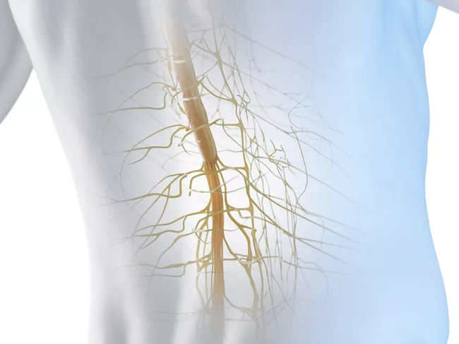 3d rendered medical illustration of the spinal cord
