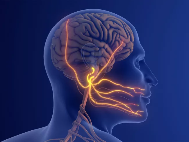 Illustration of the trigeminal nerve in the head