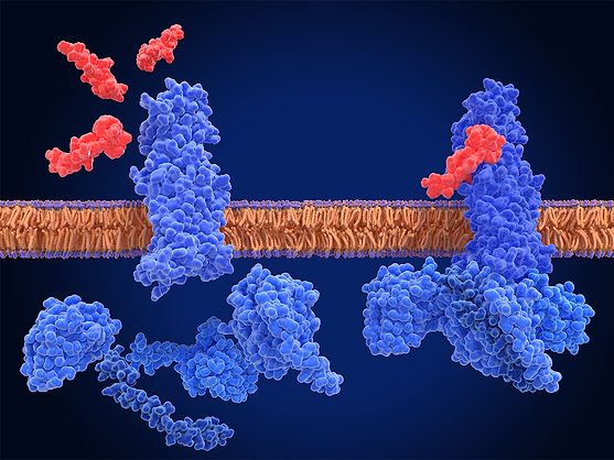 active glp-1 A GLP-1R agonist increases production and expression and GLP-1: Actions on Beta-cell Mass
