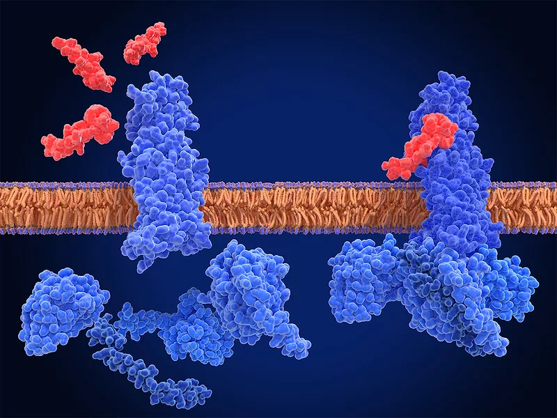 oral glp-1 agonist Innovent gets IND for oral GLP-1 agonist