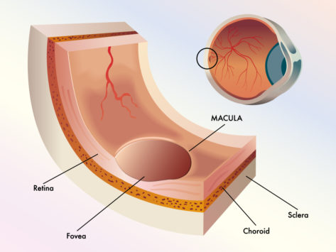 Eye macula diagram