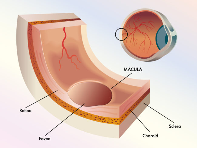 Medical vector illustration showing cross section of an eyeball with close up of the macula