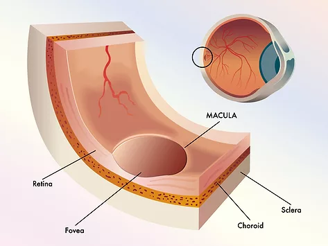 Eye macula diagram