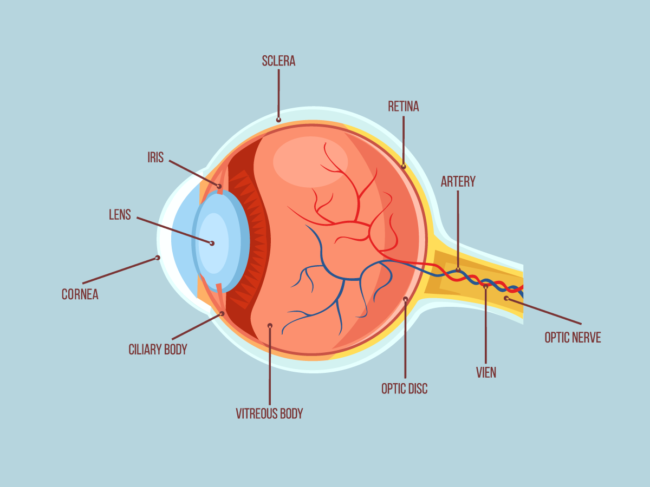 Diagram showing parts of the eye