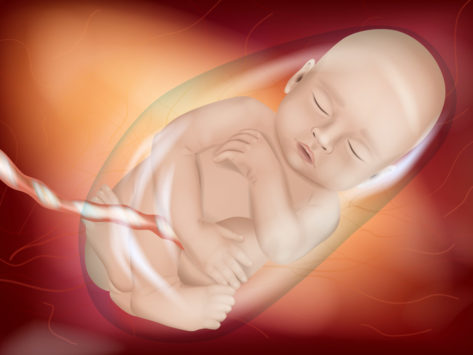 Fetus in womb pregnancy