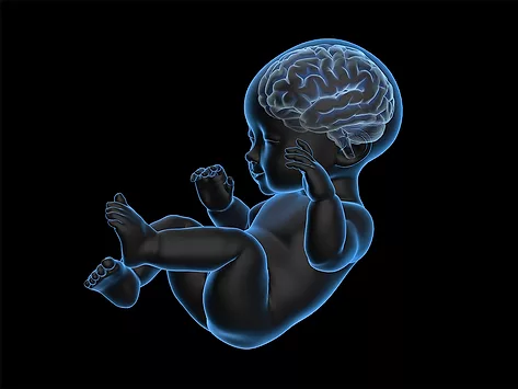 Illustration of baby showing brain development