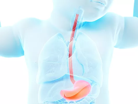 Infant esophagus and stomach