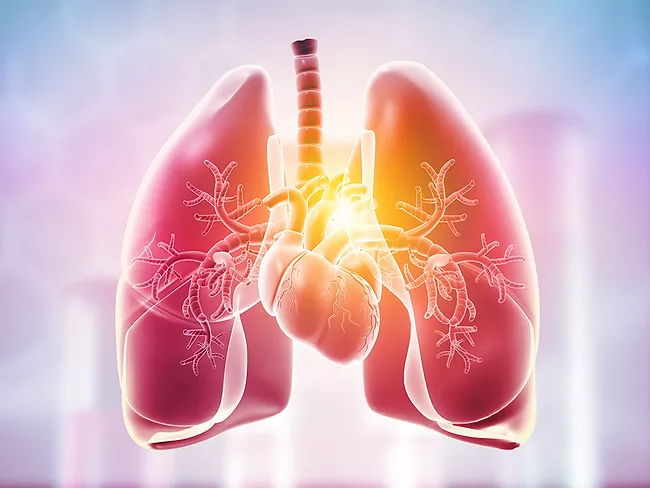 Lungs, heart anatomy 