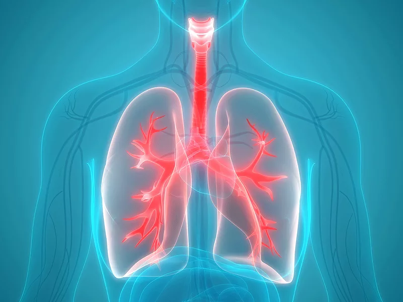 Lungs Lungs