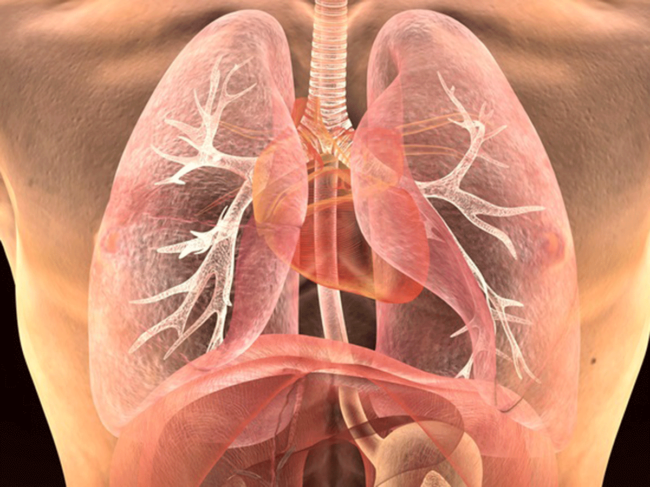 Internal organs: lungs, heart, stomach, diaphragm