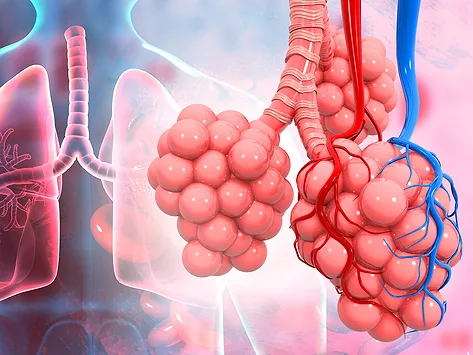 Respiratory lung alveoli
