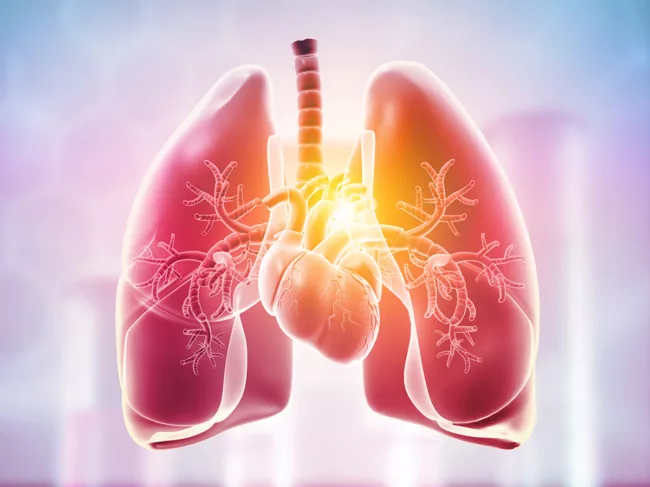 Lungs, heart anatomy 