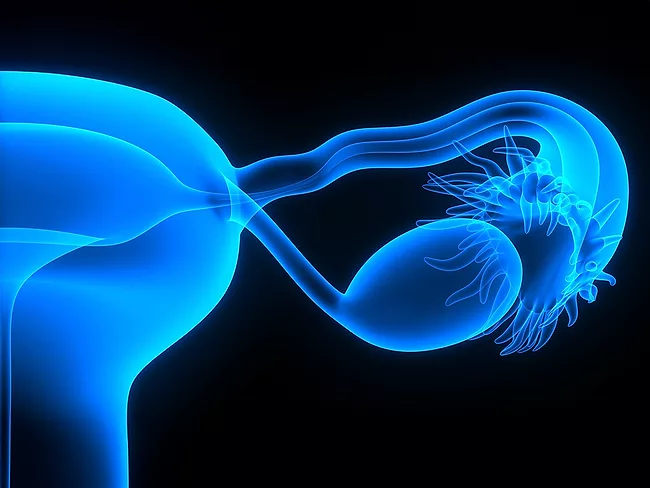 Female reproductive system 
