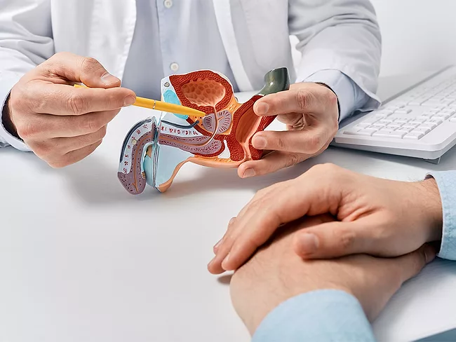 Doctor pointing at prostate in male anatomy model