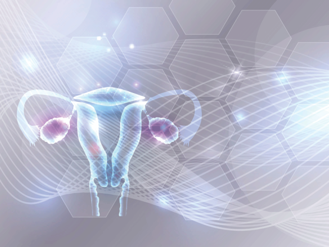 Fallopian tubes, ovaries and uterus
