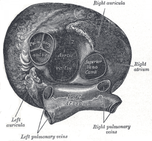 Anatomy; not the only thing about aortic valves that's complicated