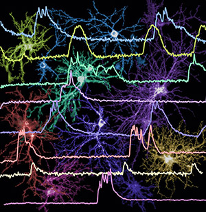 Scientists funded by the NIH BRAIN Initiative will develop tools to simultaneously watch the unique firing patterns of many neurons in hopes of classifying them based on physical characteristics and functional characteristics, such as patterns of electrical activity. Credit: Vincent Pieribone, John B. Pierce Laboratory.